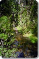 Snorkeling On The Trail