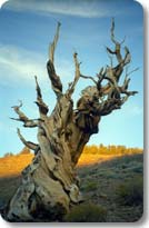 Twisting To The Sky