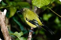 Bellbird