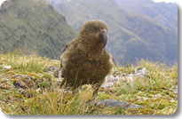 Kea!