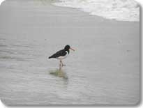 Seabirds Seabirds